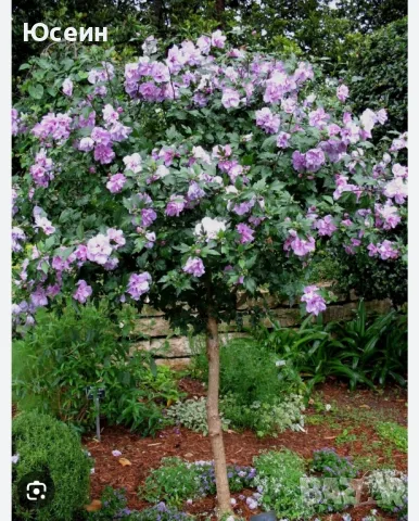 Озеленяване за паркове,градини,алей, снимка 5 - Градински цветя и растения - 48398291