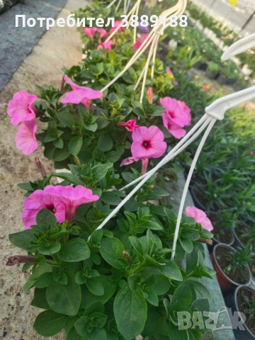 Каскадна петуния в кошница, снимка 14 - Градински цветя и растения - 53854941