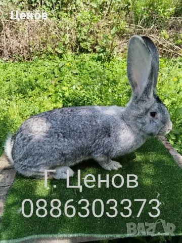 Чинчилови великани , снимка 5 - Други - 50113720