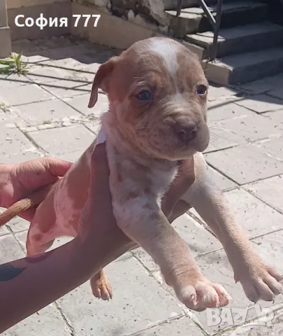 топ малки страхотни бебета от добри родители, снимка 13 - Питбул - 50029436