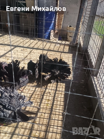 Фенерлии , снимка 2 - Гълъби - 52405319