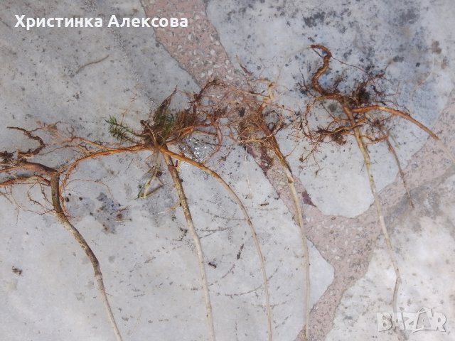 Арония фиданки на гол корен, снимка 4 - Разсади - 42618942