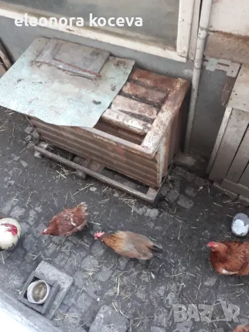 Железен контейнер, снимка 2 - Други стоки за дома - 49561723