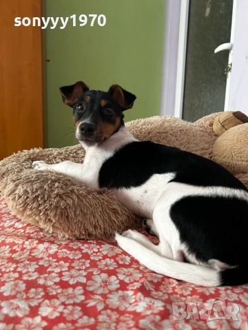 ДЖАК-СЛАДУРАНА 0701261518, снимка 16 - Джак ръсел териер - 53021086