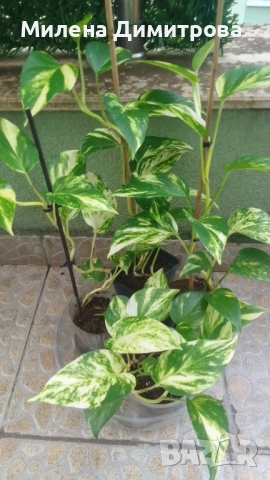 Епипремнум - Дяволски бръшлян / Хавортия 