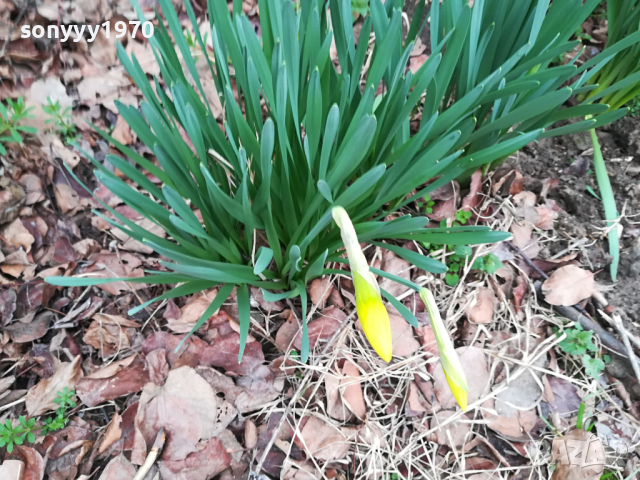 НАРЦИСИ-ГРЪМ ОТ ГРАДИНСКИ НАРЦИСИ В САКСИЯ 1103241736, снимка 9 - Градински цветя и растения - 44715922