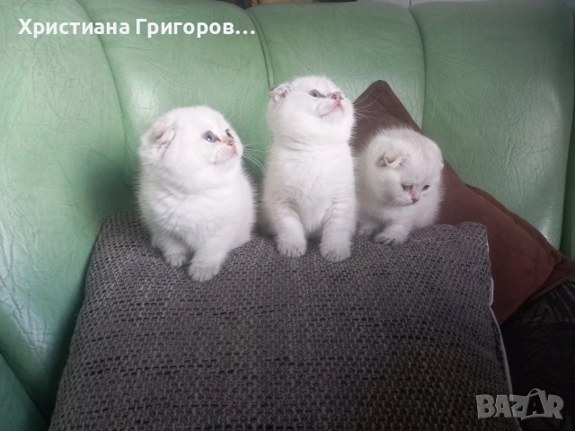 Продавам шотландски клепоухи котета, мъжки , снимка 2 - Други - 53523528