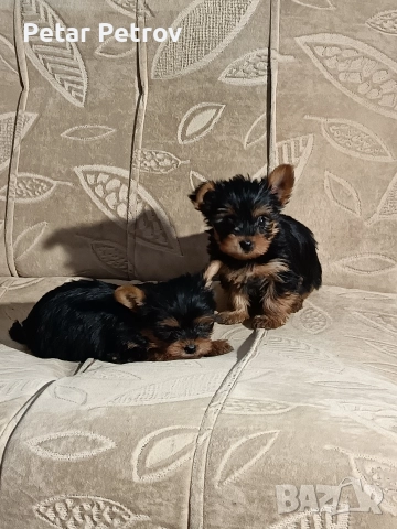 Йоркширски териер , снимка 11 - Йоркширски териер - 52983966