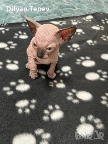 Канадски сфинкс, снимка 6 - Сфинксове - 50620392