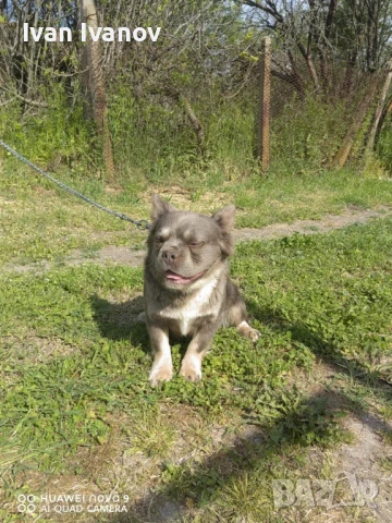 Френски Булдог флъфи носител на изабела, снимка 1