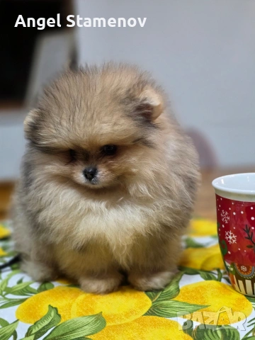 Померан шоко тан мерле, мини момче !, снимка 3 - Померан - 53685715