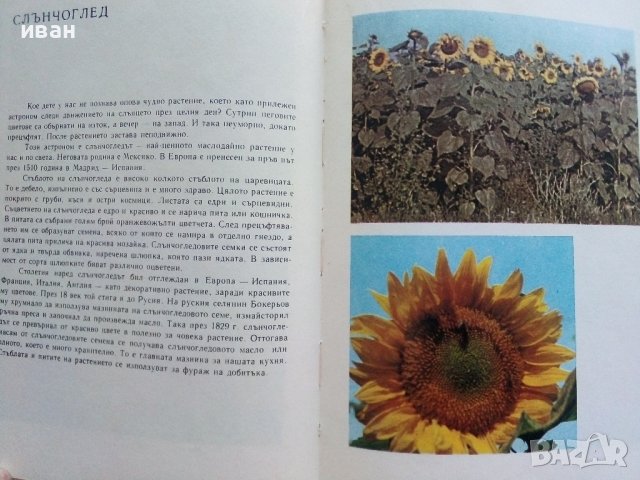 Детско албумче за растения и животни - Н.Меранзова,П.Кръстев, П.Петров - 1971г., снимка 3 - Енциклопедии, справочници - 42241223