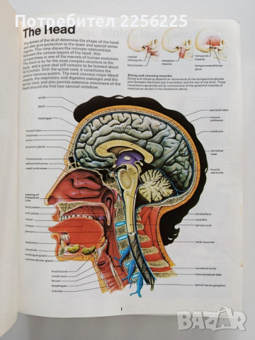 Семейна медицинска енциклопедия/Илюстровано ръководство, снимка 6 - Енциклопедии, справочници - 53402398