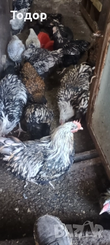 Токачки  и петлета орпингтон и виандот., снимка 7 - Кокошки и пуйки - 52817728