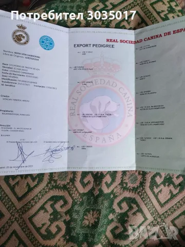 Продавам белгийска овчарка малиноа