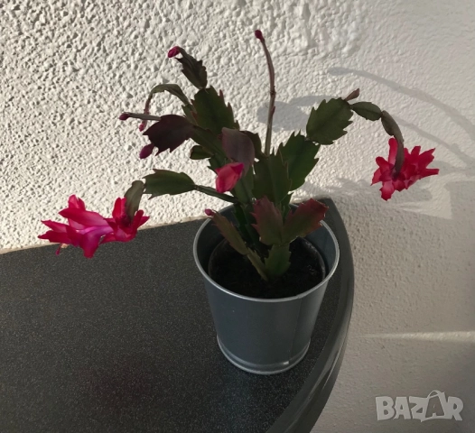 Коледниче в метална кашпа