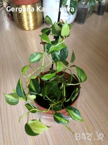 Philodendron Cream Splash 