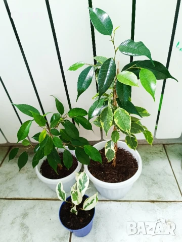 комплект цветя и други балконски цветя , снимка 5 - Стайни растения - 50585932