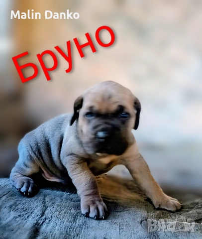 БЕБЕТА КАНЕ КОРСО, снимка 5 - Кане корсо - 50722466