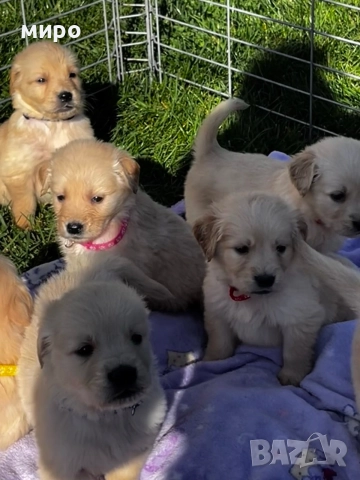 Чистокръвни Голдън ретривър бебета идеален подарък за приятели или малки деца Коледа , снимка 6 - Голдън ретривър - 52566220