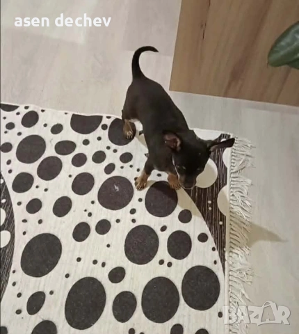 продавам женска чихо пинчер, снимка 2 - Чихуахуа - 53719632