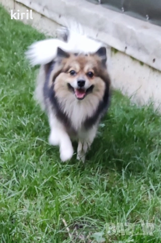 Хотел за кучета - Игри на воля , снимка 12 - Други услуги - 52645885