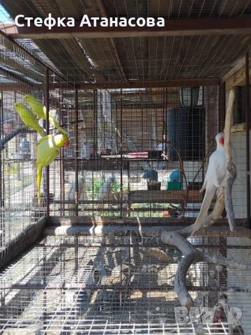 Малки Александри, снимка 5 - Папагали - 50990222