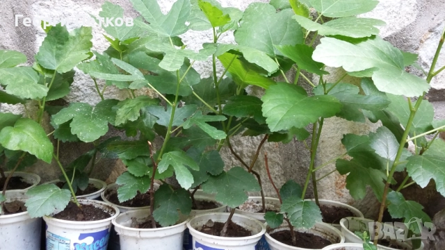 Разсад на смокини в кофичка., снимка 2 - Разсади - 51735187