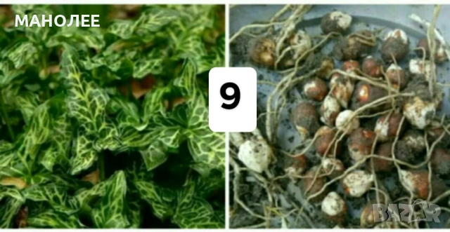 Цветя - 10 НЕЗАСАДЕНИ КОРЕНА В ЕДИН ПАКЕТ /видове по избор/ ЗА 20 ЛВ., снимка 10 - Градински цветя и растения - 51626278