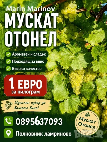МУСКАТ ОТОНЕЛ ЗА ВИНО И РАКИЯ