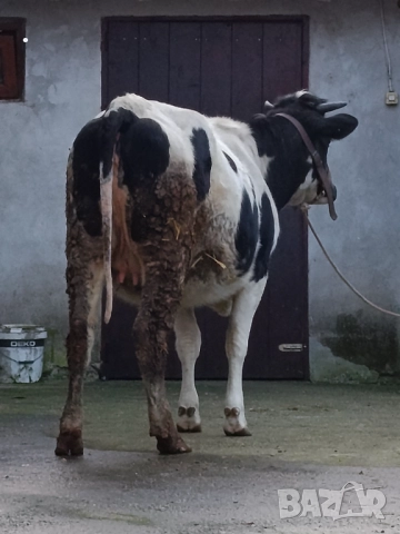 Продавам бременни юници , снимка 11 - Крави - 52893451