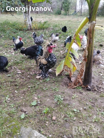 джинки и струмски , снимка 6 - други­ - 52110864