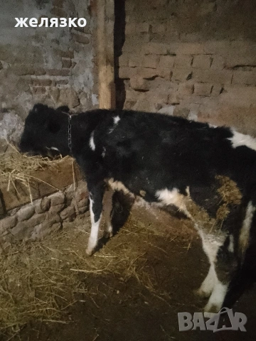 женско теле , снимка 2 - Крави - 53411806