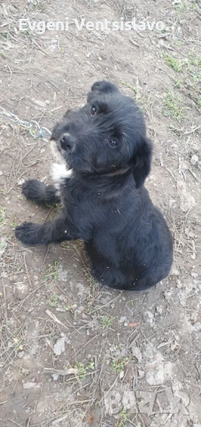 подарявам кученца, снимка 4 - Други - 53853367