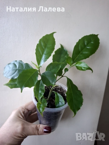 Асистасия, asystasia-bella, macaya bella, снимка 4 - Стайни растения - 53294465