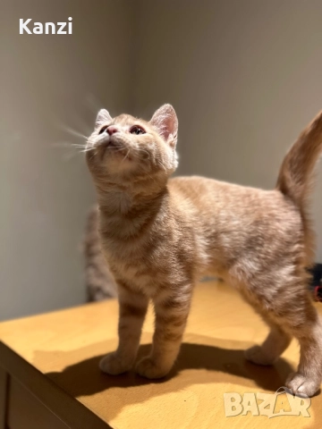 Британски British Blue Point, снимка 10 - Британска късокосместа - 52353233