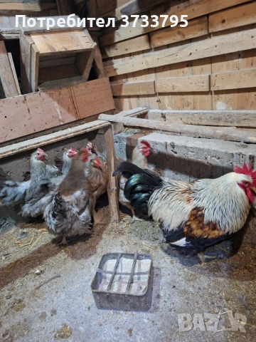 Катунски кокошки, снимка 5 - други­ - 53697525