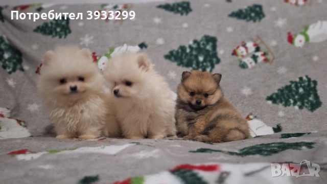 Померан мини померанчета чисто бели, снимка 4 - Померан - 52328942