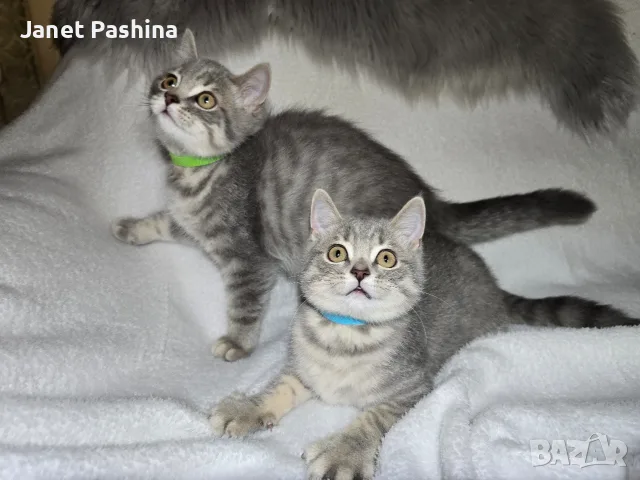 Клепоухи шотландски котета 