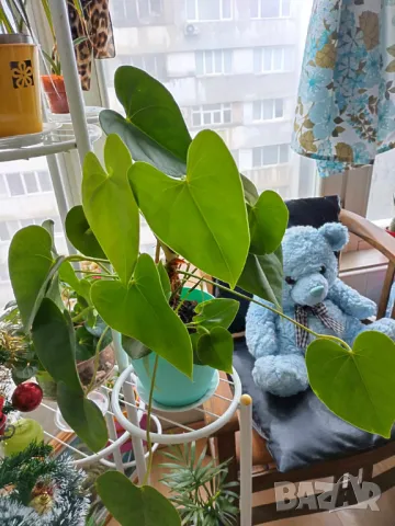 красиво стайно растение, снимка 1