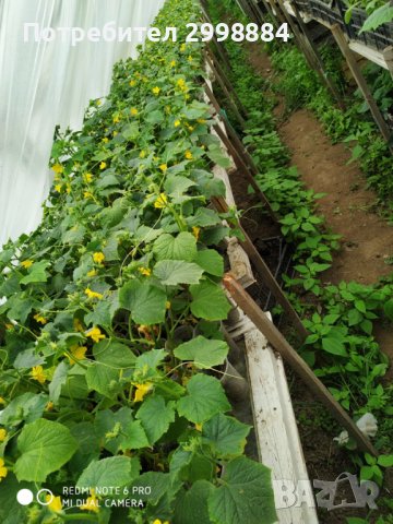 Разсади домати,пипер,краставици,тиквички,марули,патладжан,дини,пъпеши и др, снимка 8 - Разсади - 44265605