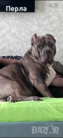 Американско Були ХЛ за разплод, снимка 3 - Други - 48276659