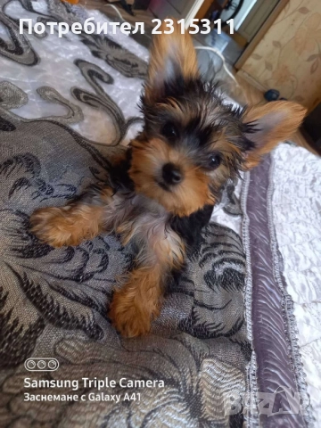 чисто кръвни йорки, снимка 2 - Йоркширски териер - 52239451