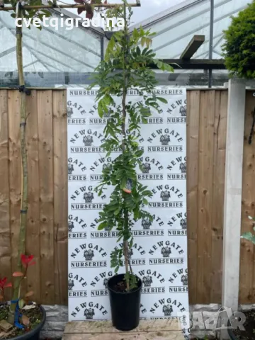 Wisteria Black Dragon(Вистерия Глициния Черен дракон), снимка 2 - Градински цветя и растения - 49796508