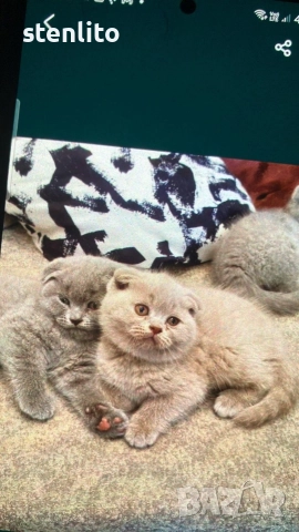 Шотландски клепоухи котенца , снимка 18 - Британска късокосместа - 39110730
