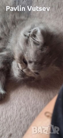 Момче и момиче, снимка 3 - Британска късокосместа - 52188611