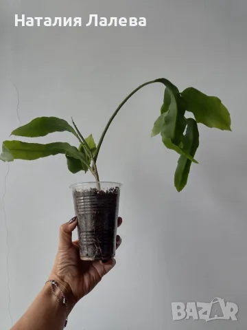 Епифилум, epiphyllum oxypetalum, снимка 2 - Стайни растения - 56304993