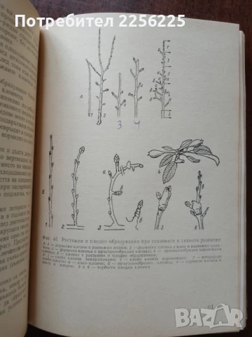 Практическо овощарство, снимка 3 - Специализирана литература - 50611699