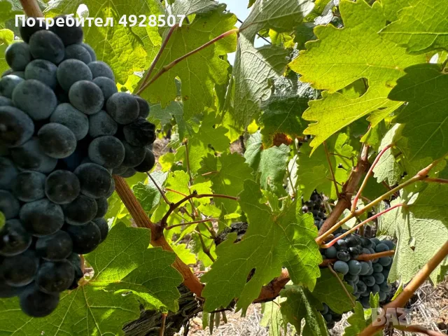 Продавам грозде за вино и ракия (широка мелнишка)