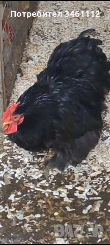 Продавам млади чифтове мини кохин , снимка 4 - Кокошки и пуйки - 53386993